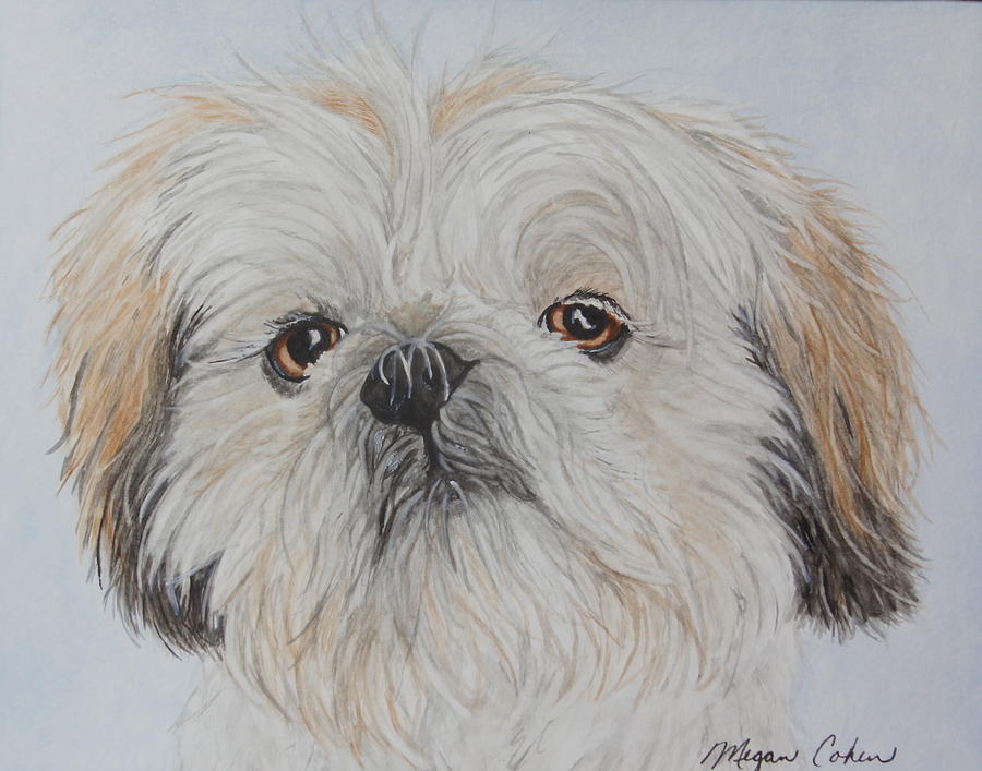 Dog Painting - Gizmo the Shih Tzu by Megan Cohen