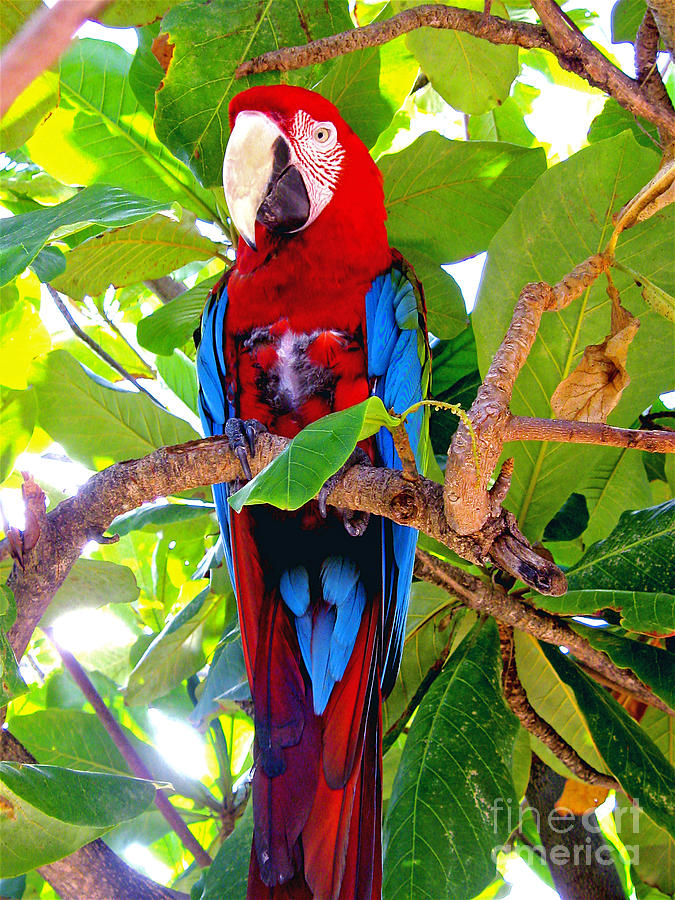 Gizmo the Macaw Photograph by Jerome Stumphauzer