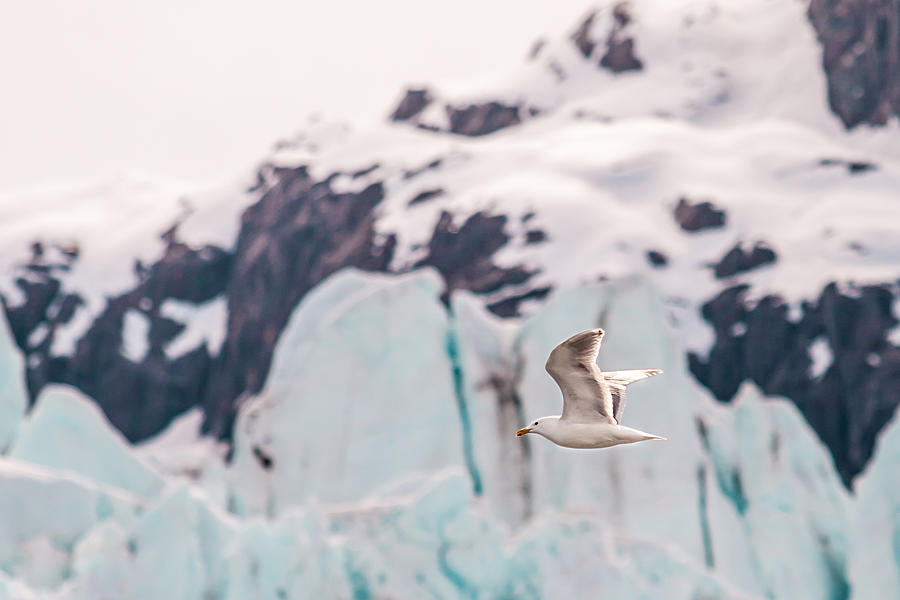 Glacial Bird Photograph by Melinda Ledsome