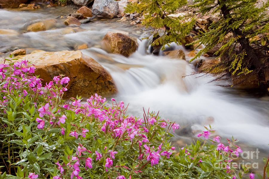 Jasper National Park Photograph - Glacial stream with wild flowers by Oscar Gutierrez