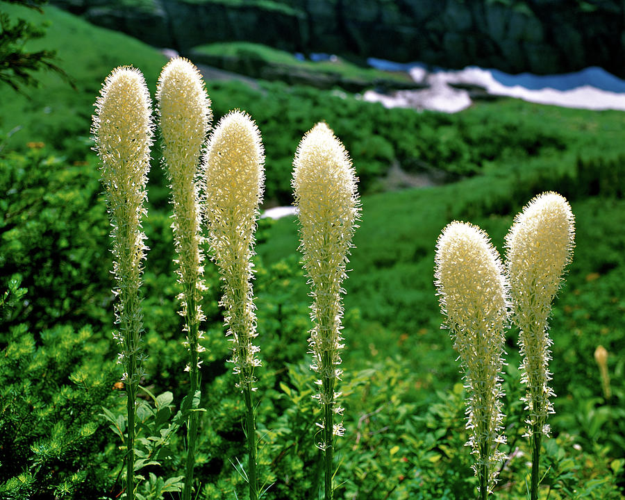Glacier Beargrass Swiftcurrent Pass Photograph by Ed Riche