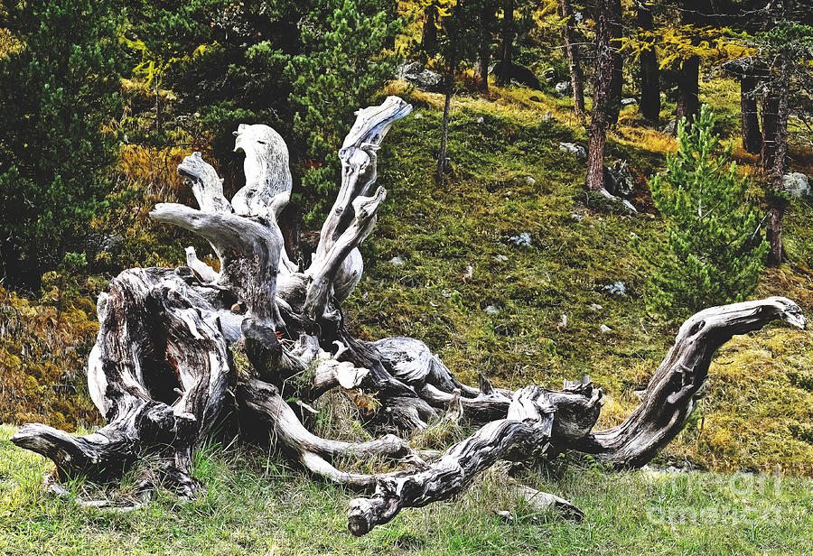 Glacier Driftwood Photograph by Elvis Vaughn