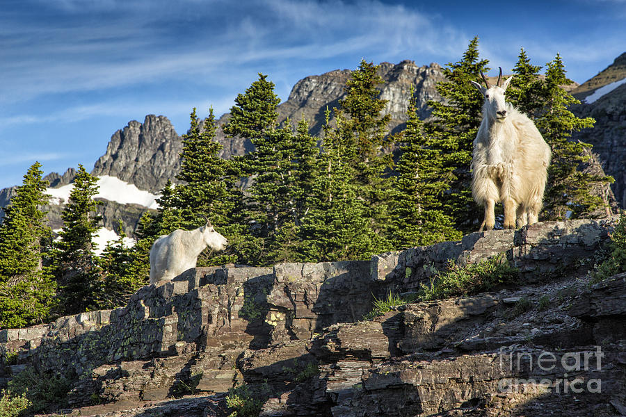 Glacier Goats Photograph by Timothy Hacker
