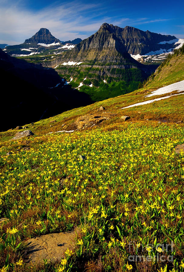 Glacier Lilies Photograph by Aaron Whittemore