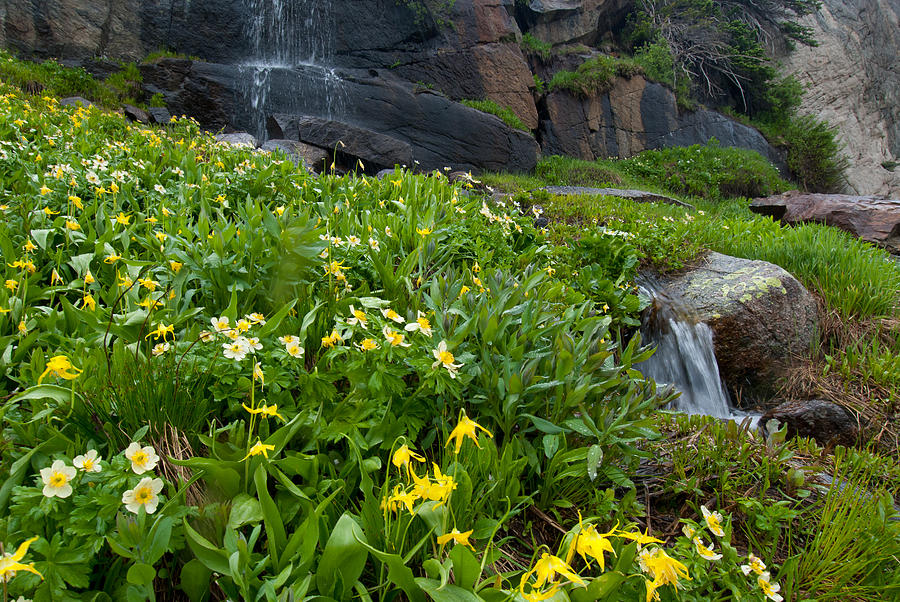 Glacier Lilies and Globeflower beside a Mountain Stream Photograph by Cascade Colors