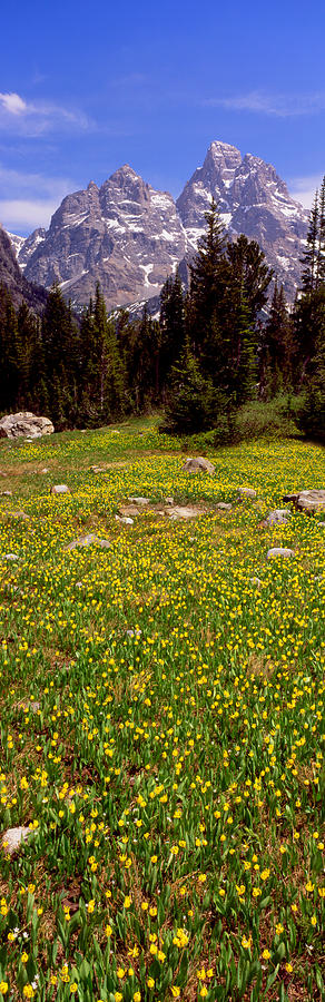 Grand Teton National Park Photograph - Glacier Lilies On A Field, North Folk by Panoramic Images