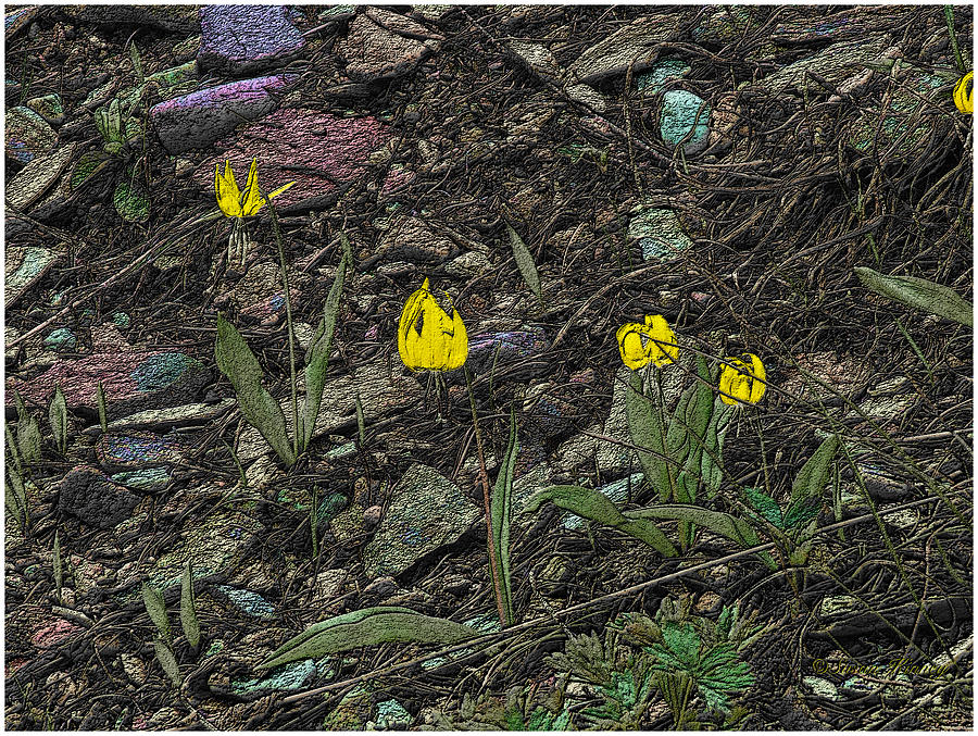Nature Photograph - Glacier Lilies by Susan Kinney