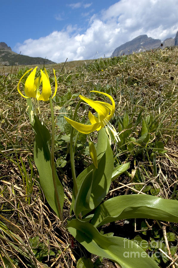 Glacier Lily Photograph by Gregory G. Dimijian, M.D.