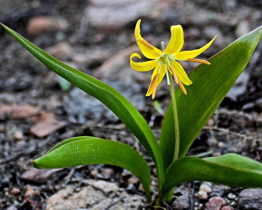 Glacier Lily Photograph by Roxie Crouch
