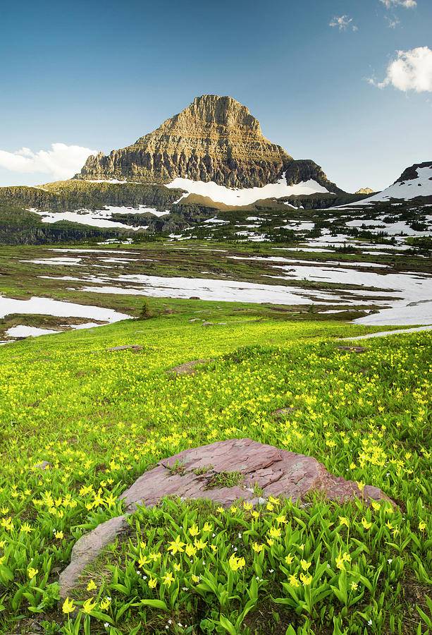 Glacier Lilys And Mt. Reynolds, Glacier Photograph by Josh Miller Glacier Lilys And Mt. Reynolds, Glacier Photograph by Josh Miller