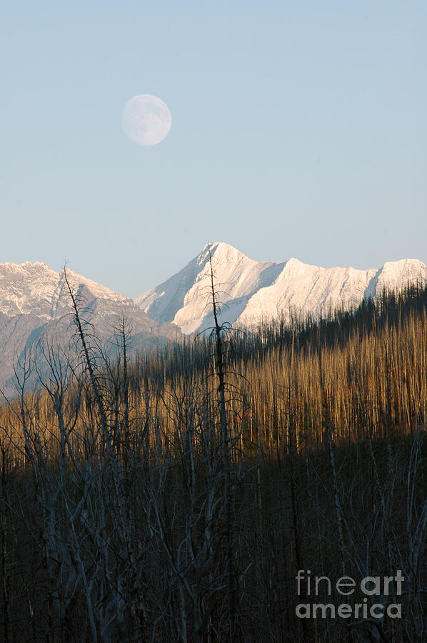 Glacier Moon Photograph by Cindy Murphy - NightVisions 