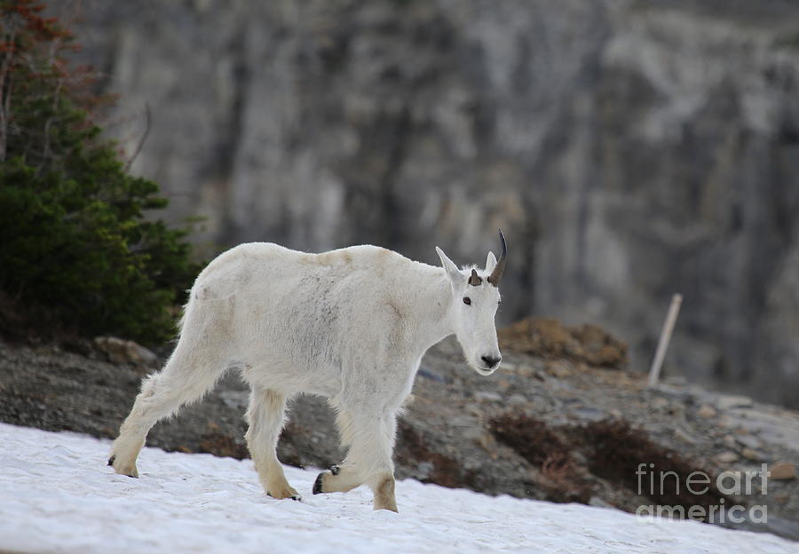Glacier Mountain Goat Photograph by Marty Fancy