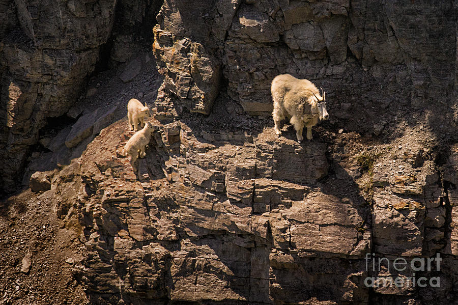 Glacier National Park Mountain Goats Photograph by Priscilla Burgers