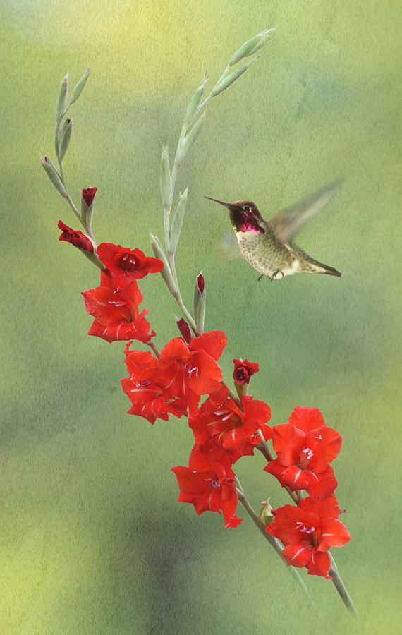 Hummingbird Photograph - Glad Hummingbird by Angie Vogel