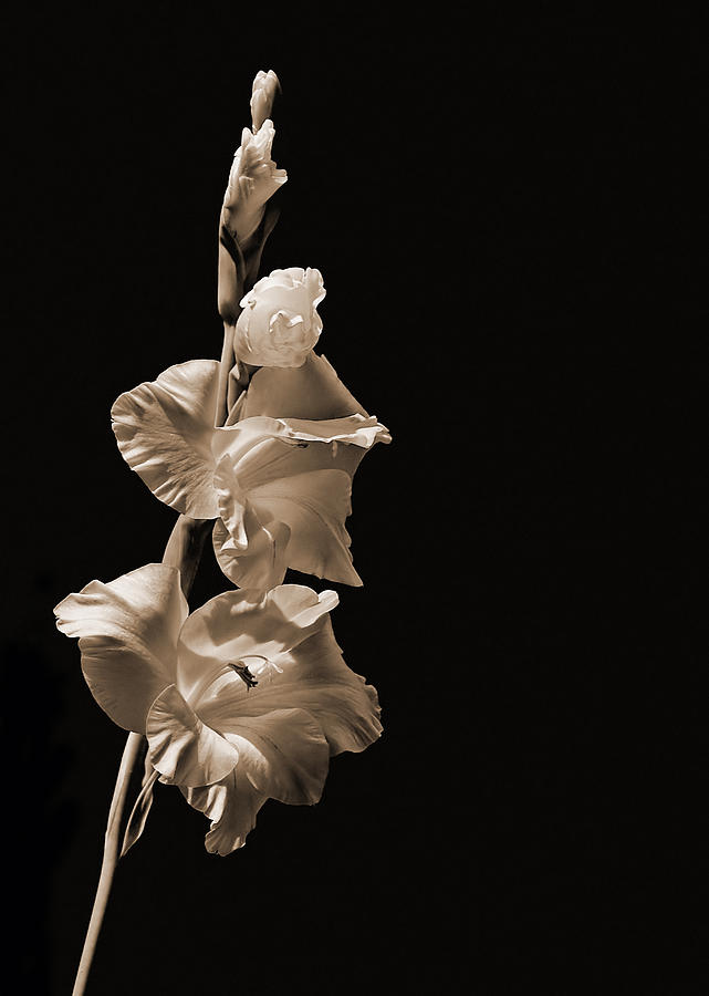 Still Life Photograph - Gladiola by Farol Tomson