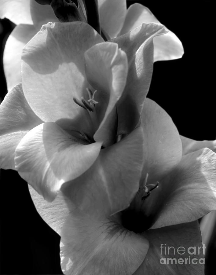 Gladiola Flower In Black And White Photograph by Smilin Eyes Treasures