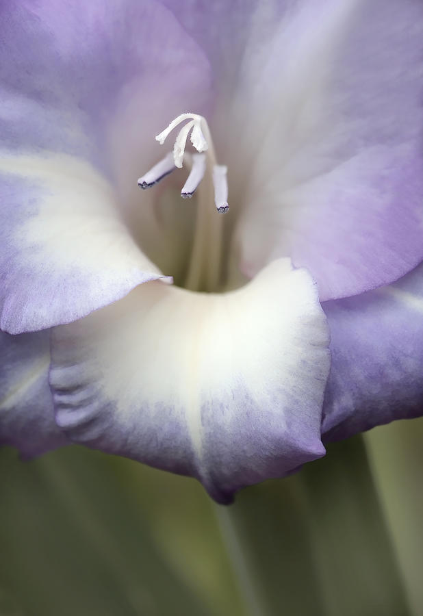 Summer Photograph - Gladiola Flower Lavender  by Jennie Marie Schell