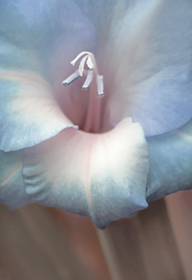 Gladiola Flower Soft Blues Photograph by Jennie Marie Schell