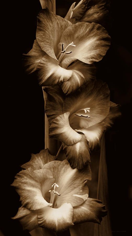 Summer Photograph - Gladiola Flowers Evening Light in Sepia by Jennie Marie Schell