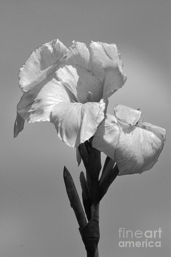 Gladiola in black and white Photograph by Cindy Manero