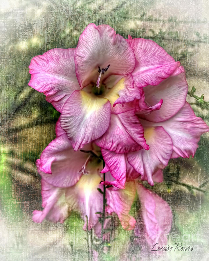 Flowers Still Life Photograph - Gladiola by Louise Reeves