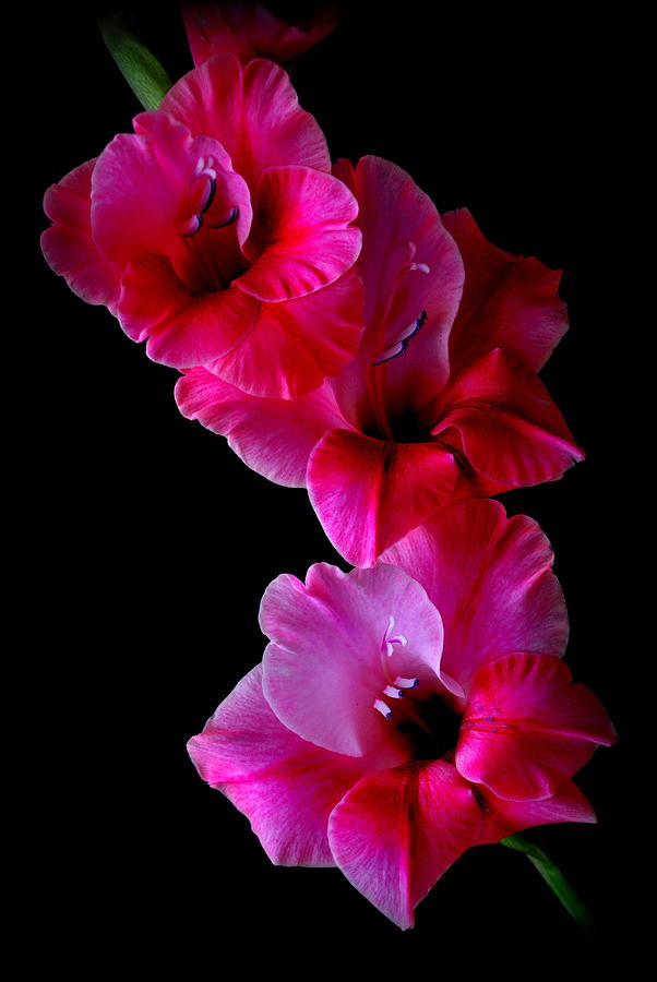 Gladiola Pink Flowers Photograph by Nathan Abbott