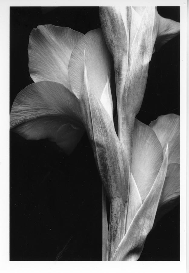 Gladiola Photograph By Stuart Mccallum - Pixels