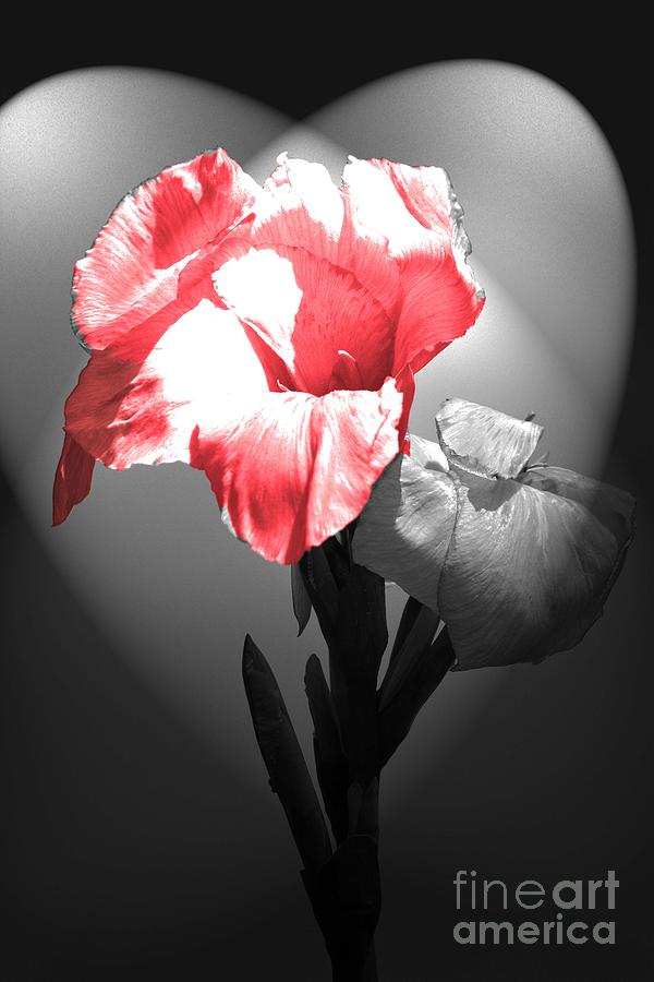 Gladiola with Heart Photograph by Cindy Manero