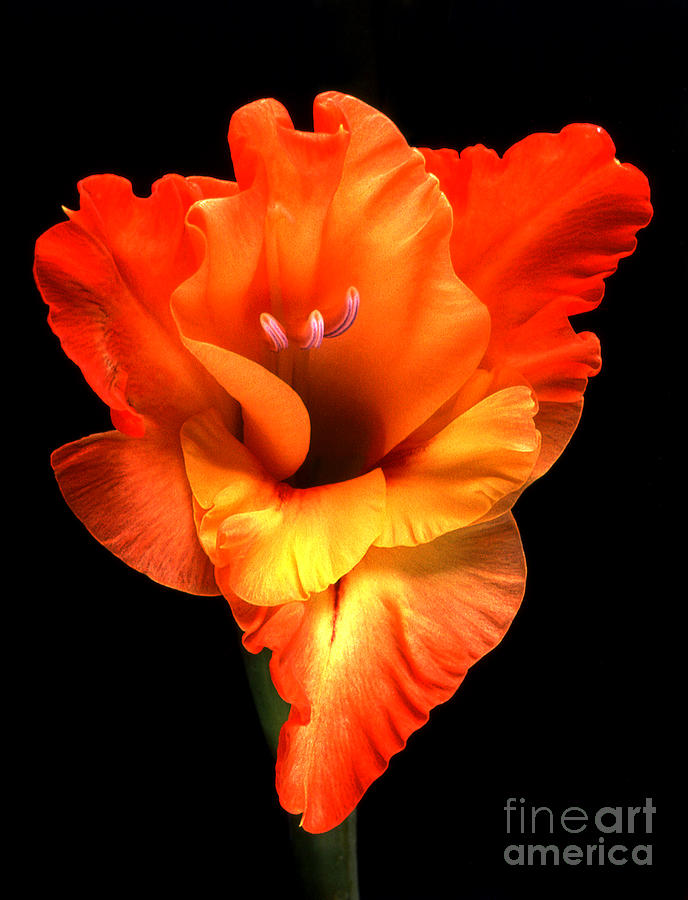 Gladiolus 1 Photograph by Rich Killion