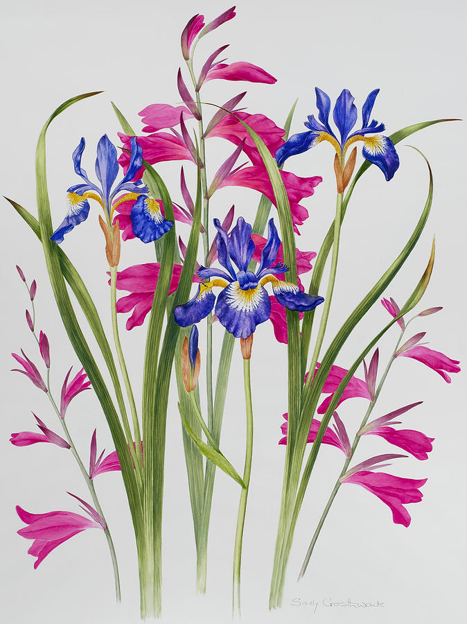 Iris Painting - Gladiolus and Iris Sibirica by Sally Crosthwaite