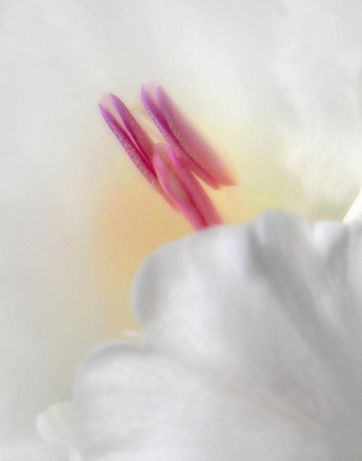 Gladiolus Closeup Photograph by David and Carol Kelly