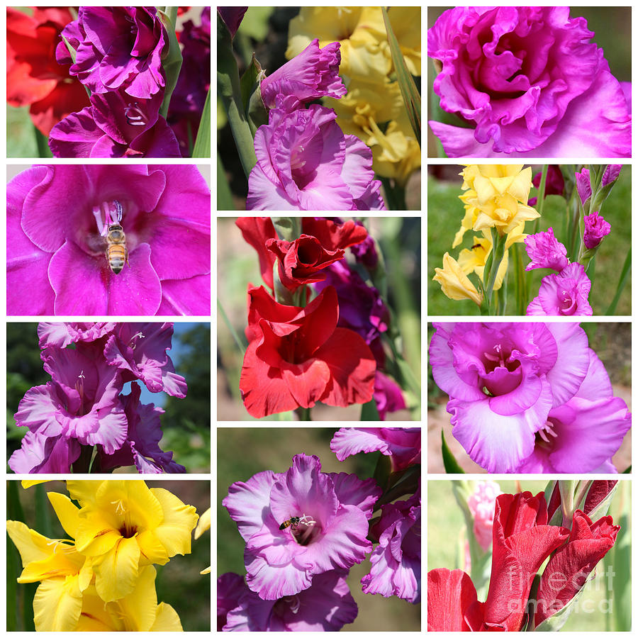 Glads Photograph - Gladiolus Collage by Carol Groenen