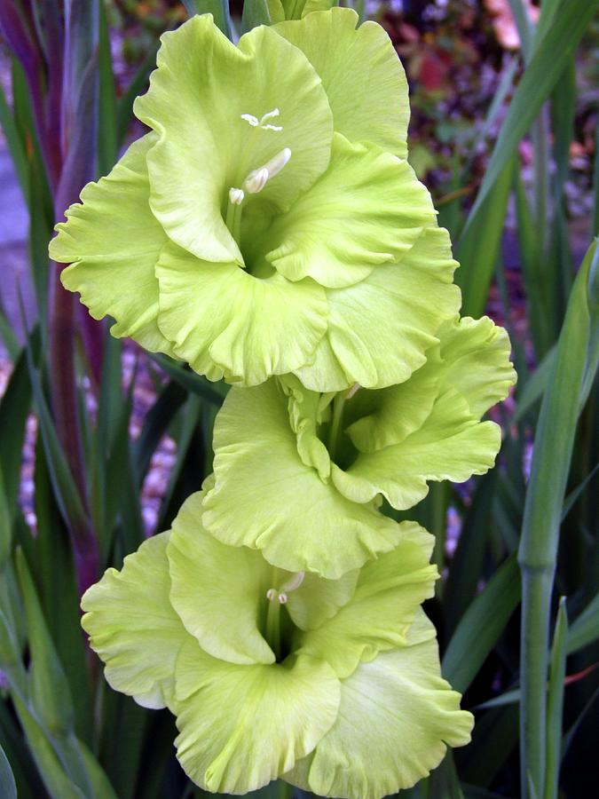 Gladiolus Evergreen Photograph by Ian Gowland/science Photo Library