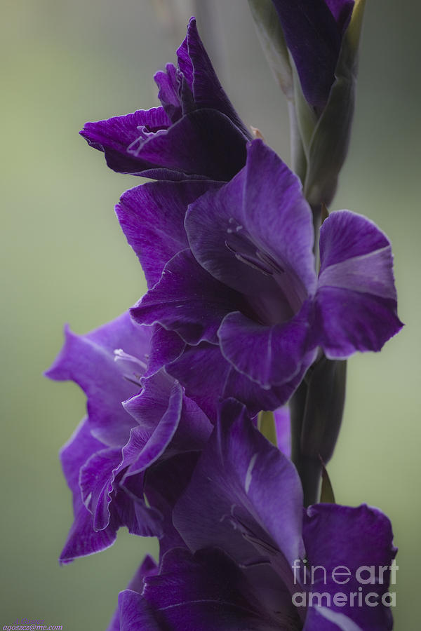 Gladiolus Flower . Viewed 187 Times . Photograph by  Andrzej Goszcz 