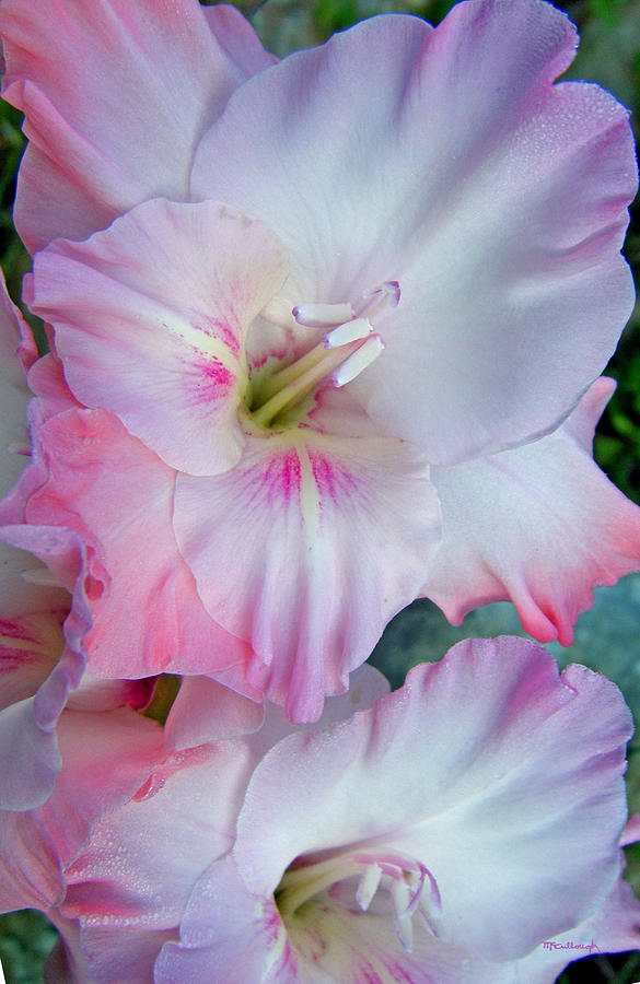 Gladiolus Flowers Upclose Photograph by Duane McCullough