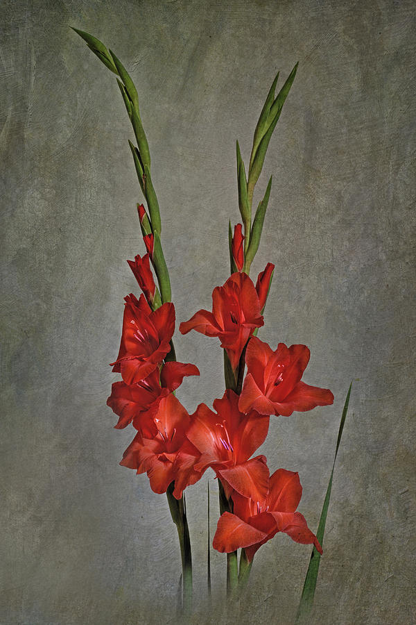Gladiolus I Photograph by Richard Macquade