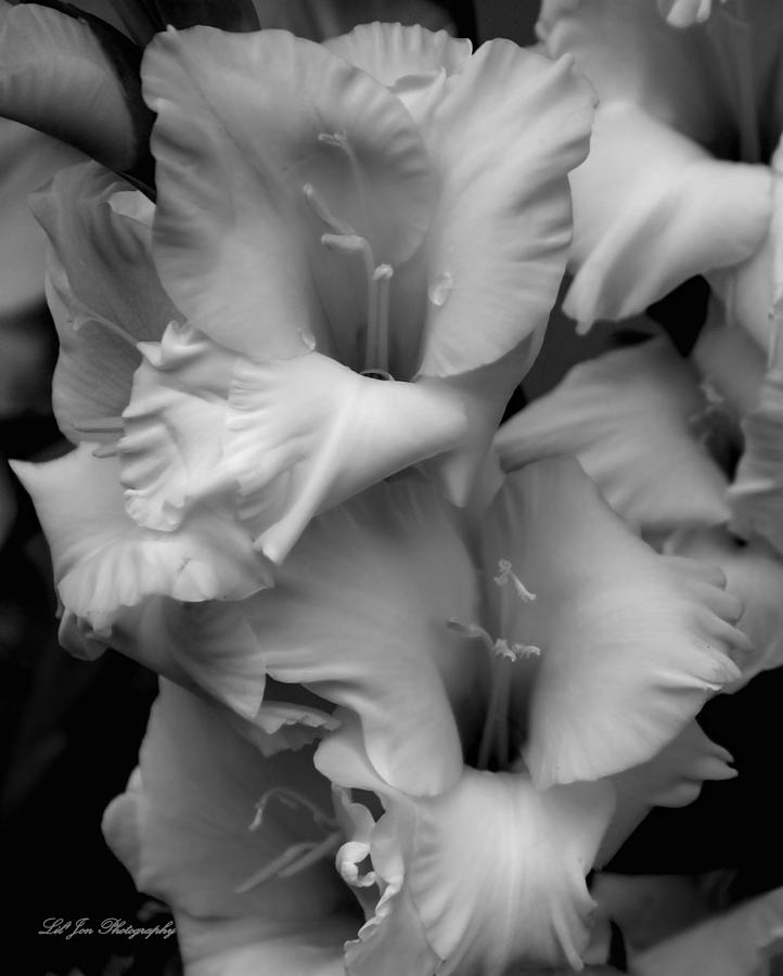 Gladiolus In Black and White Photograph by Jeanette C Landstrom