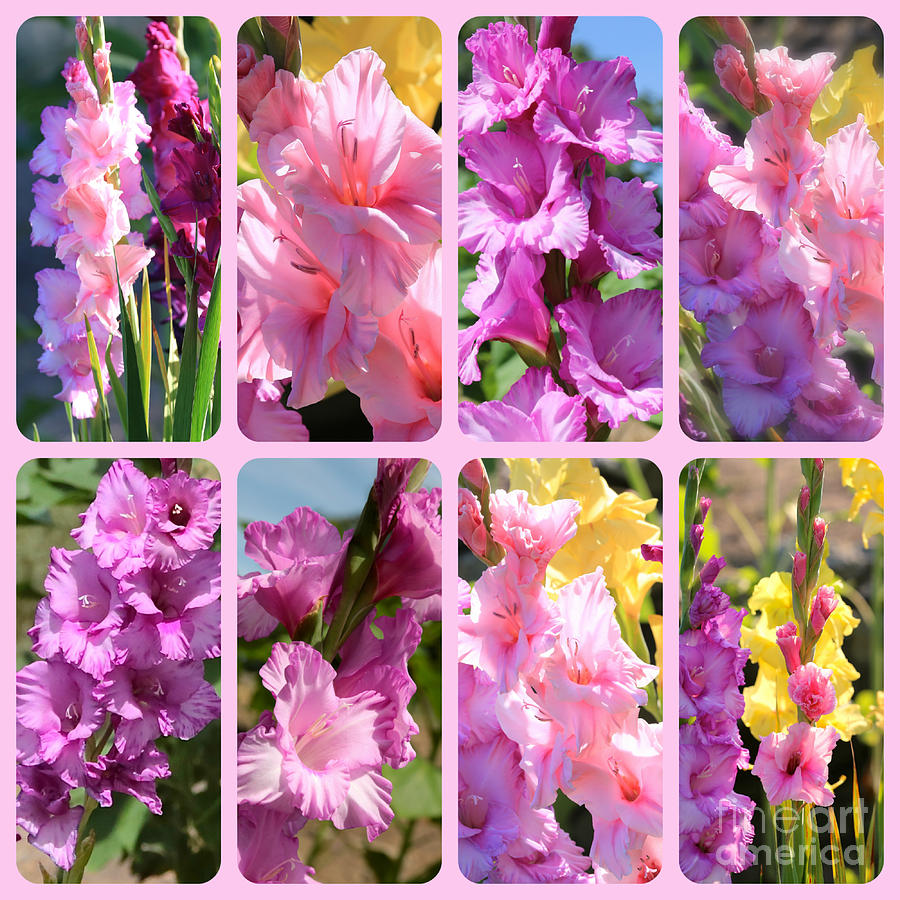 Gladiolus in Pink Collage Photograph by Carol Groenen