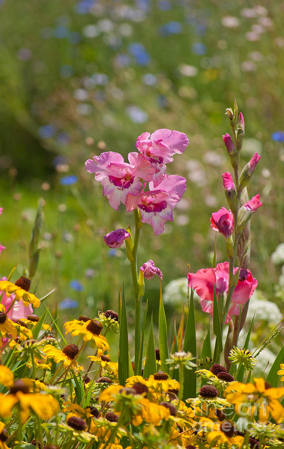 Gladiolus In Summer Garden Photograph by Sari ONeal