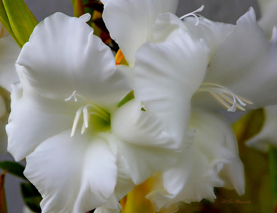 Gladiolus Photograph by Jeanette C Landstrom