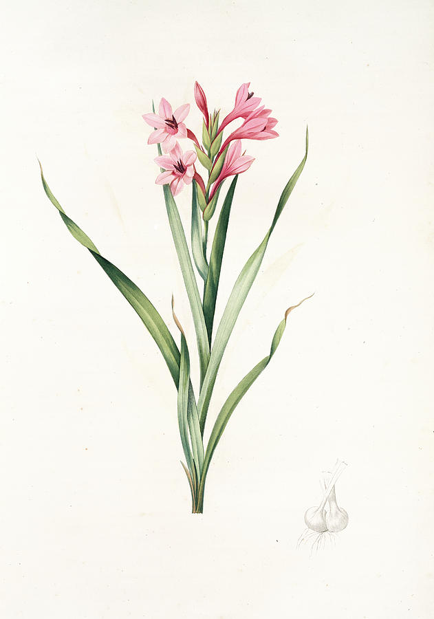 Gladiolus Laccatus, Gladiolus Colored Lacquer Drawing by Artokoloro - Fine Art America