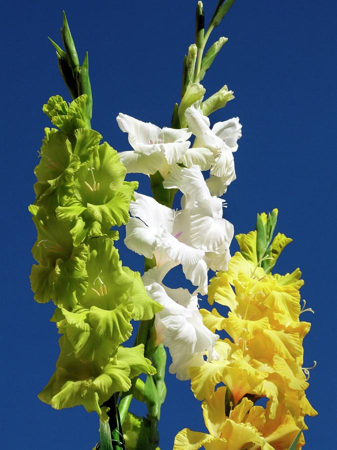 Flower Photograph - Gladiolus lemon And Lime by Ian Gowland/science Photo Library
