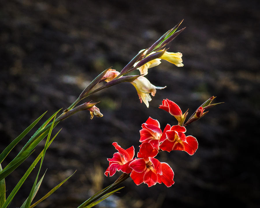 Gladiolus Lethargy Photograph by Bill Pevlor