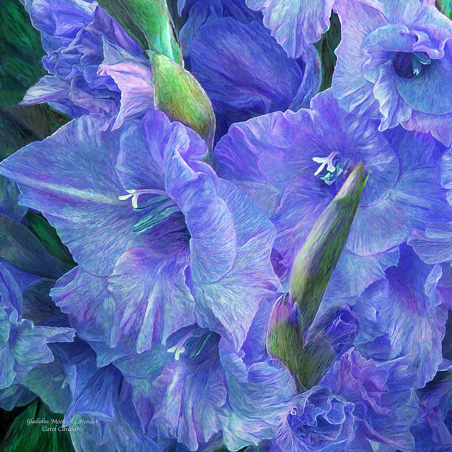 Gladiolus Moods - Lavender Blue Mixed Media by Carol Cavalaris
