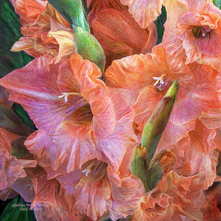 Gladiolus Moods  - Orange Pink Mixed Media by Carol Cavalaris
