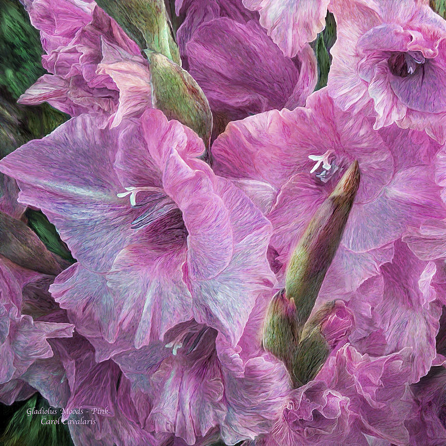 Gladiolus Moods - Pink Lilac Mixed Media by Carol Cavalaris