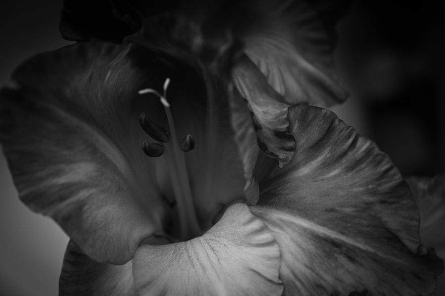 Gladiolus Morning Photograph by Ben Shields