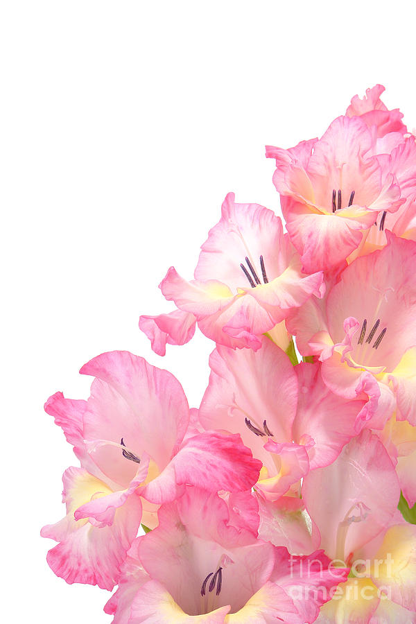 Flower Photograph - Gladiolus by Olivier Le Queinec