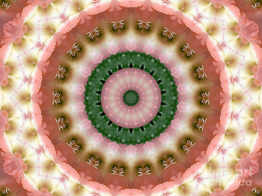 Gladiolus Pink and Green Abstract Mandala Photograph by MM Anderson