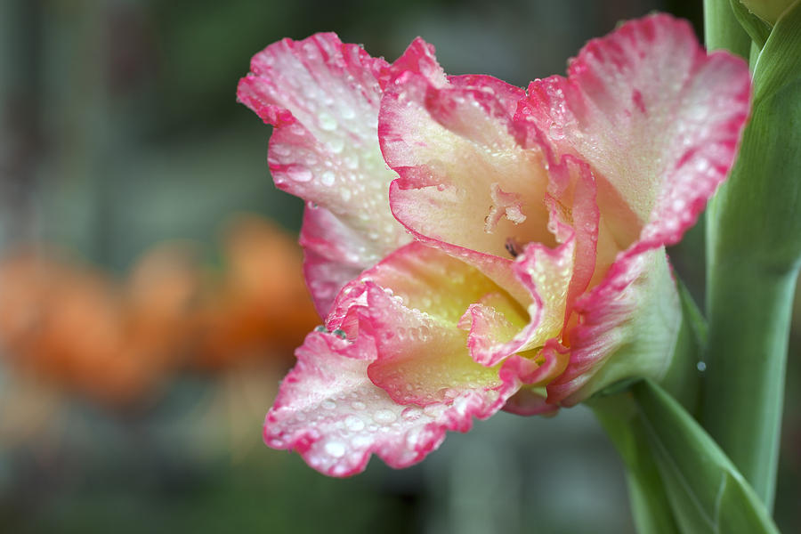 Gladiolus raindrops Photograph by Marina Kojukhova